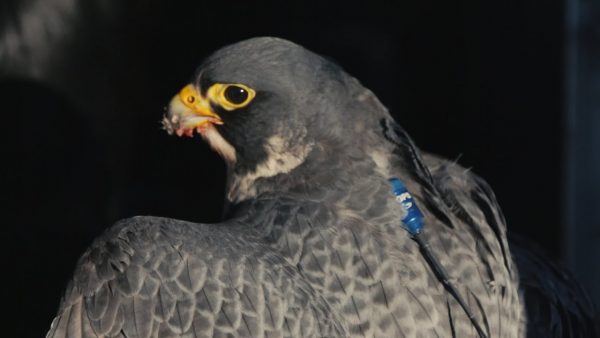 falconry radio telemetry